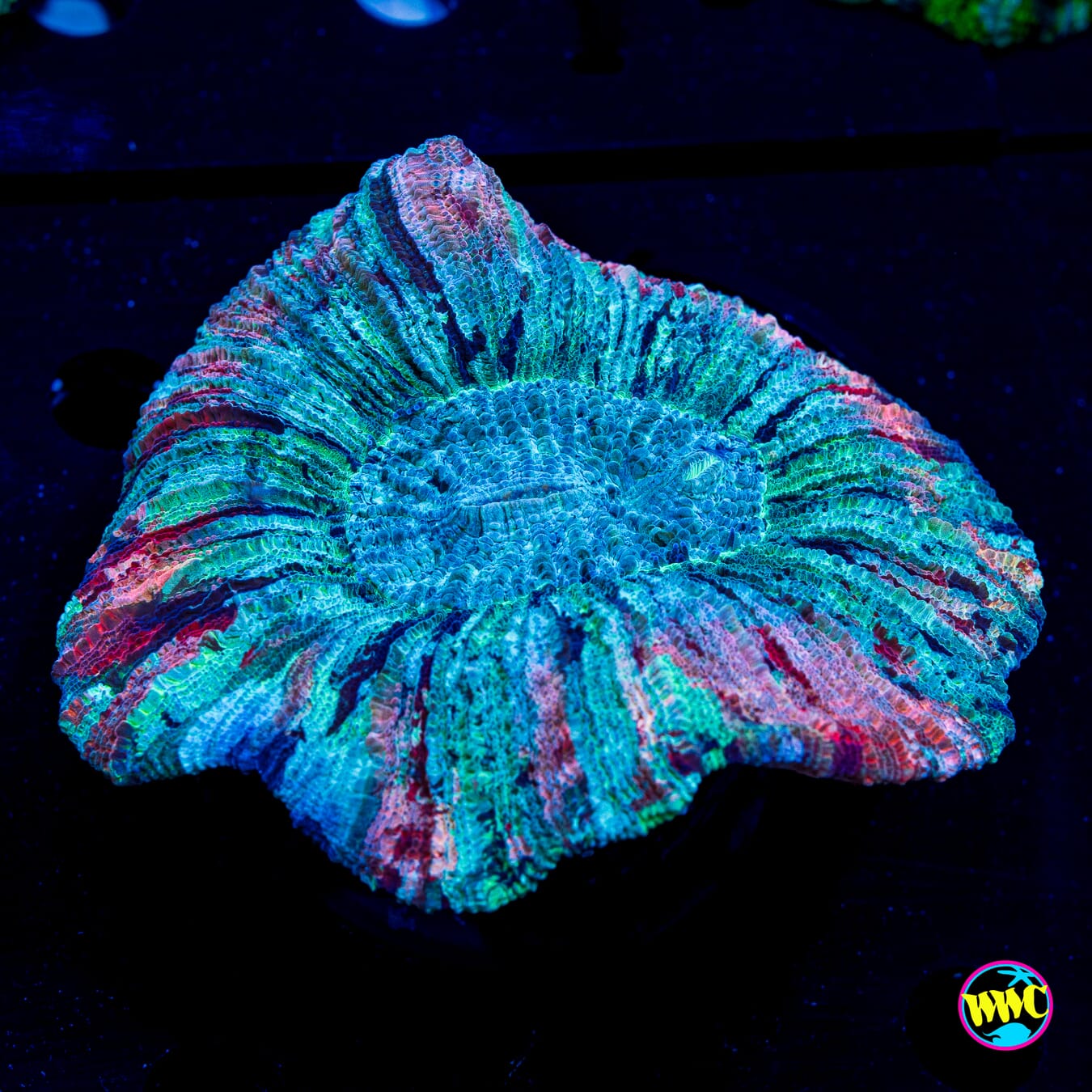 Fruit Bomb Trachyphyllia - Daylight Photo