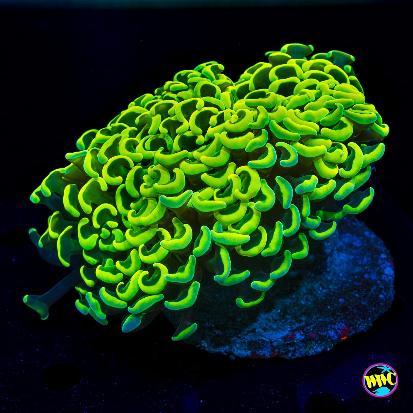 Nuclear Lemon Lime Wall Hammer - Daylight Photo