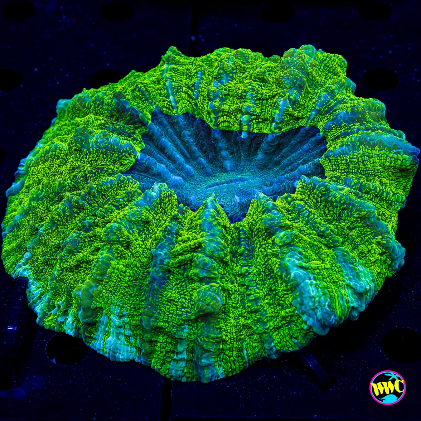 Ogre Playpen Acanthophyllia - Daylight Photo