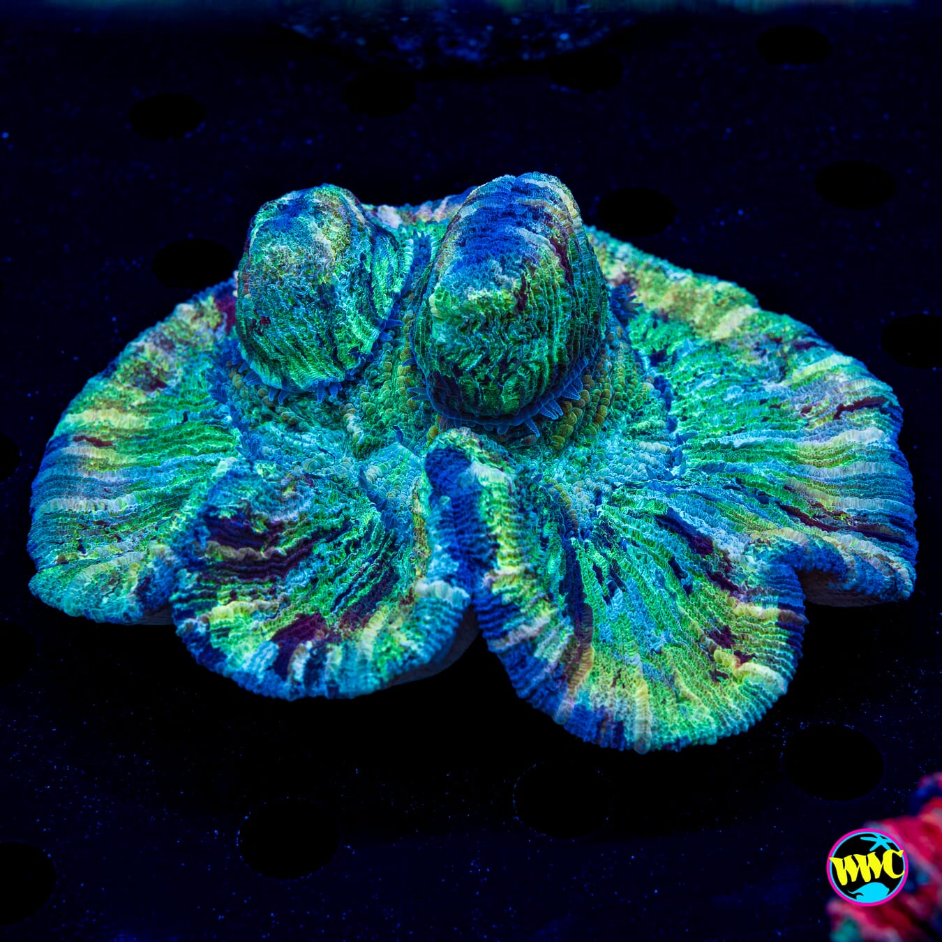 Lime Rainbow Trachyphyllia - Daylight Photo