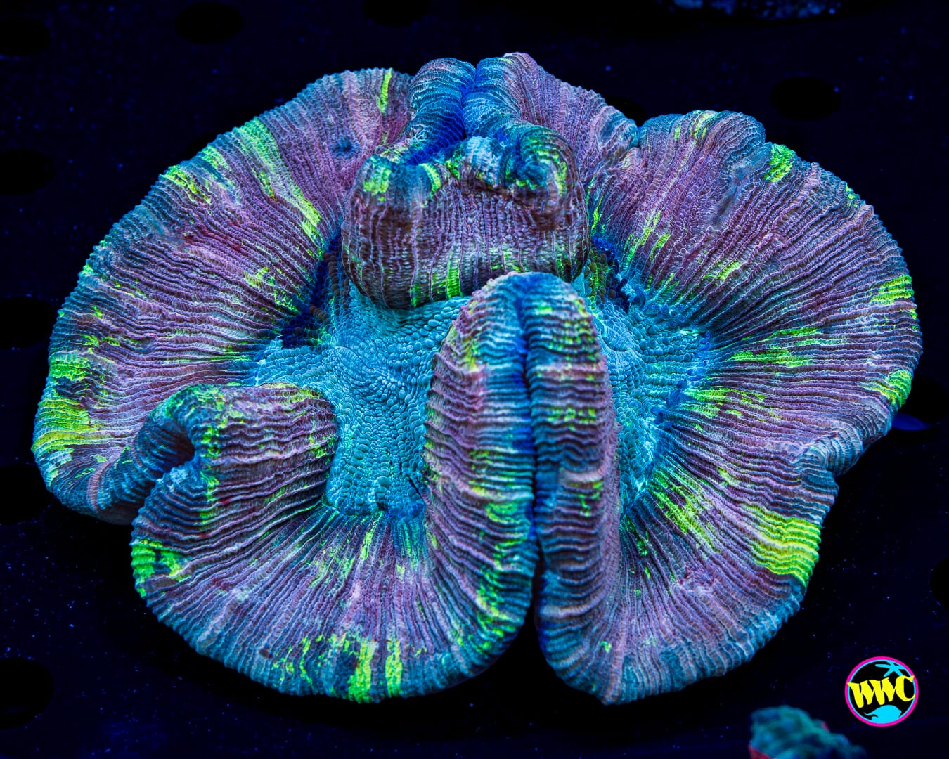Luscious Lolipop Trachyphyllia - Daylight Photo