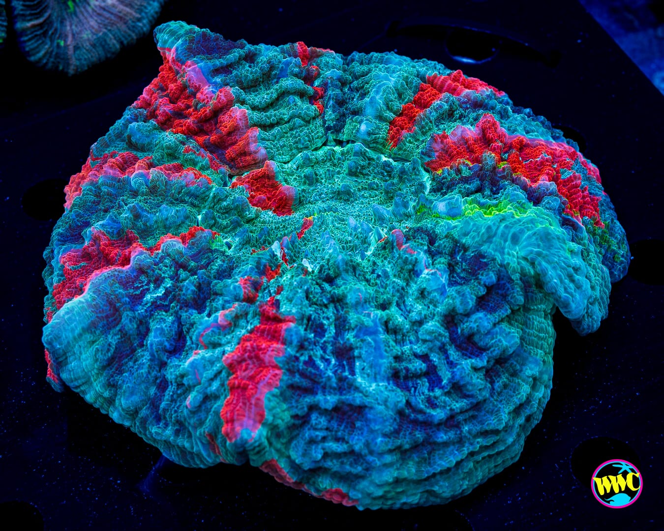 Rainbow Meltdown Acanthophyllia - Daylight Photo