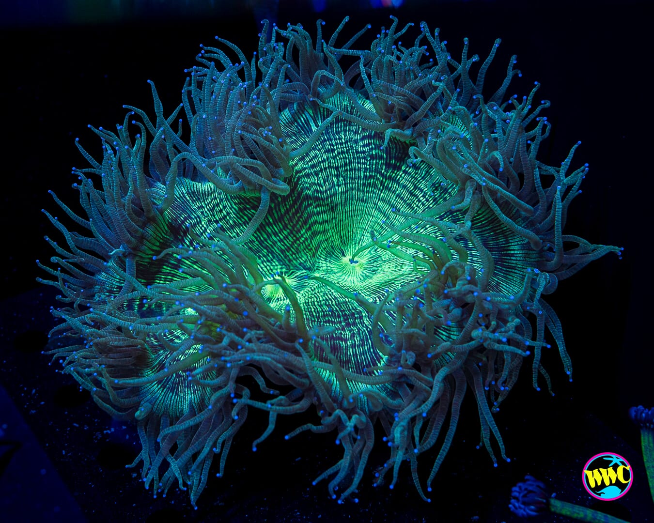Blue Tipped Elegance - Daylight Photo