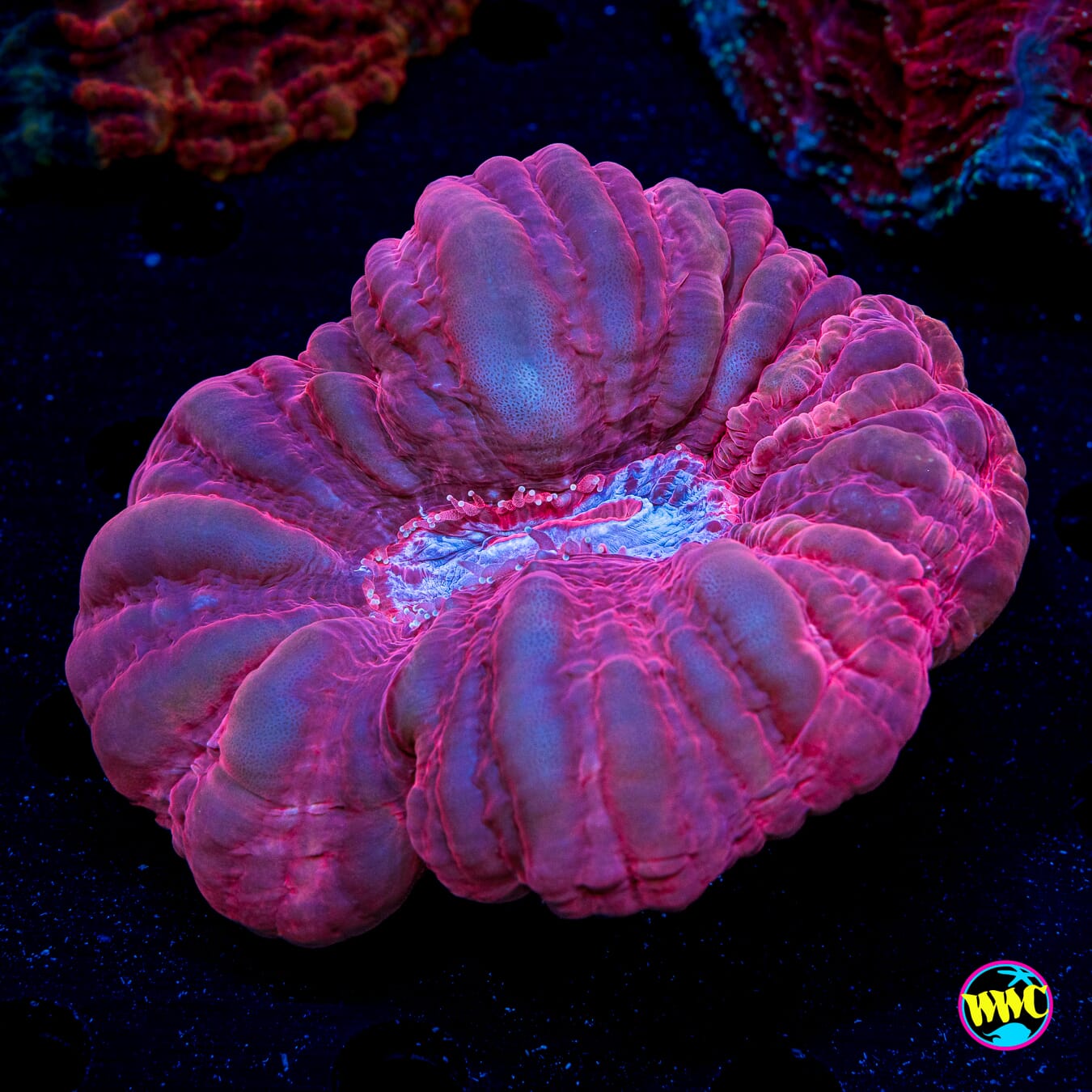 Rosette Cynarina - Daylight Photo