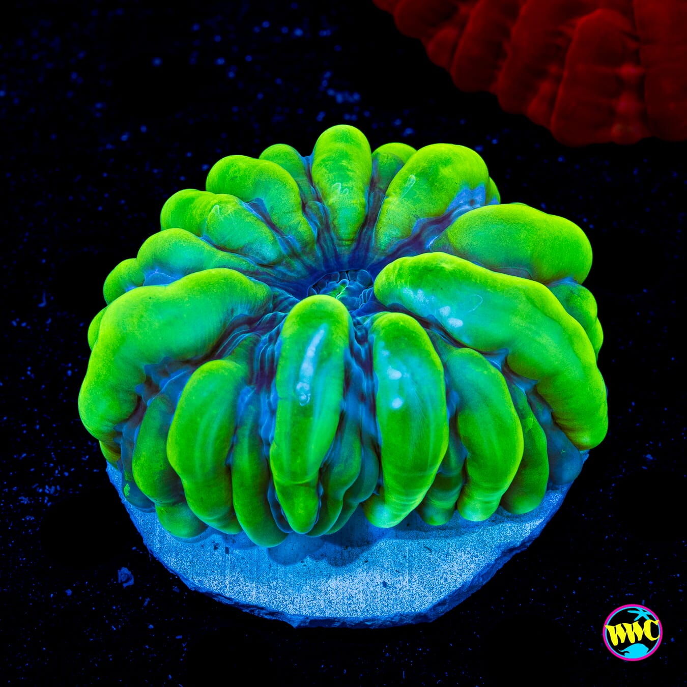 Slime Time Cynarina - Daylight Photo