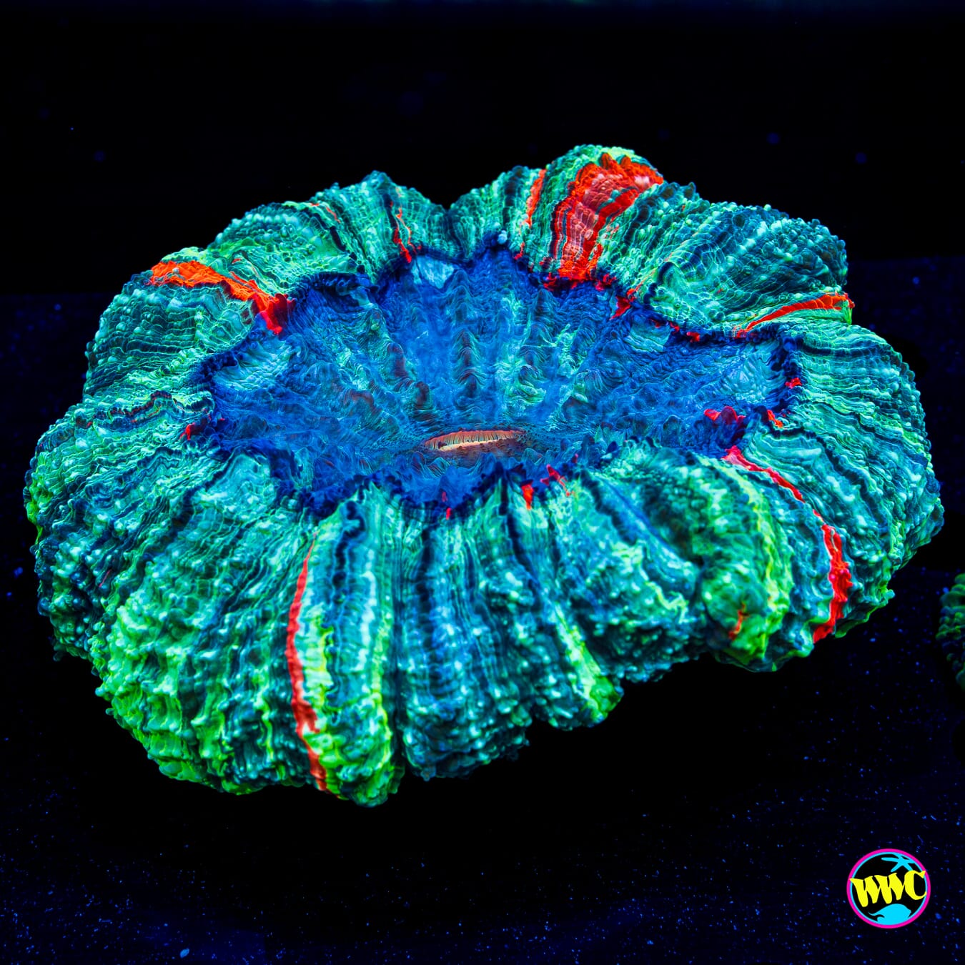 Flash Freeze Acanthophyllia - Daylight Photo