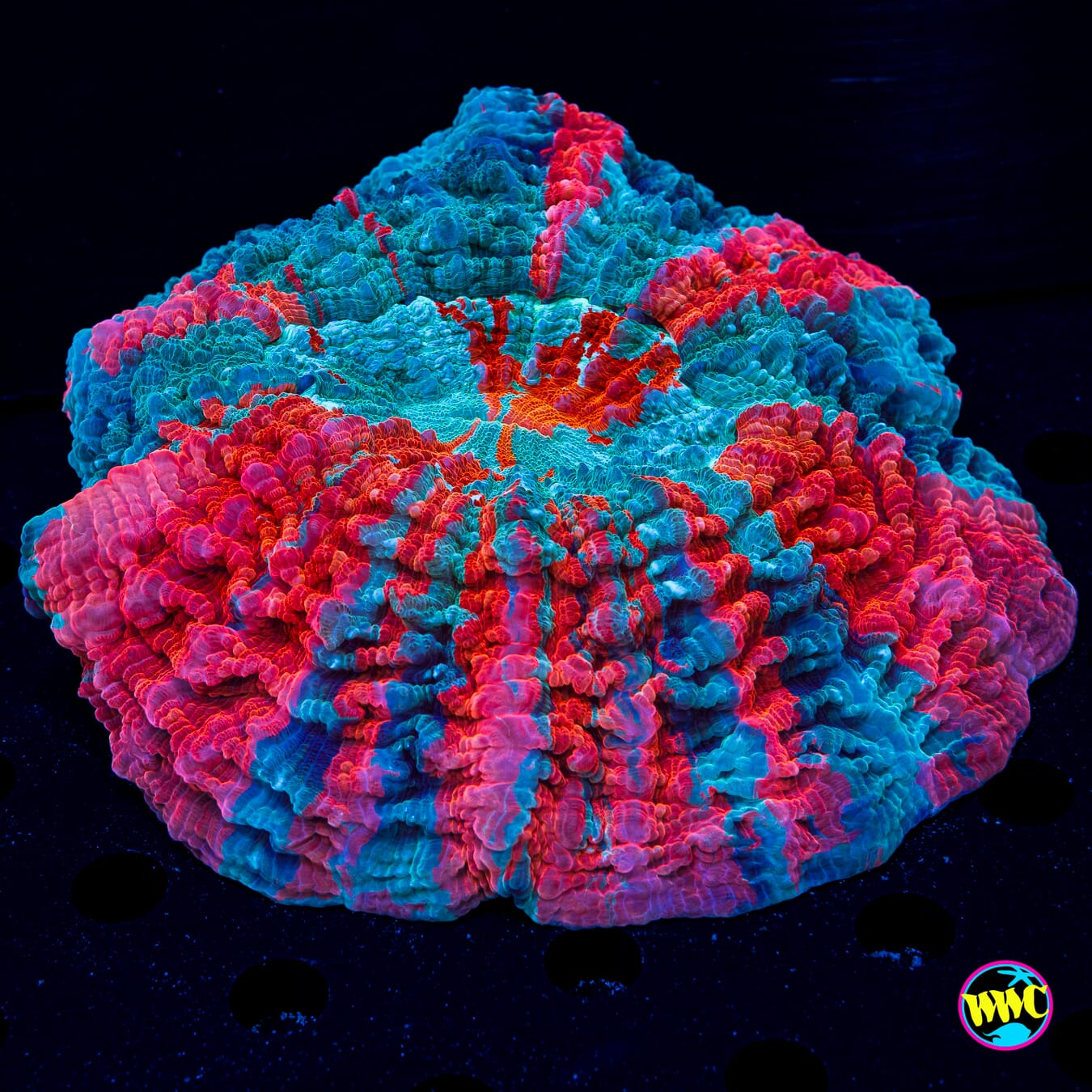 Lava Lash Acanthophyllia - Daylight Photo