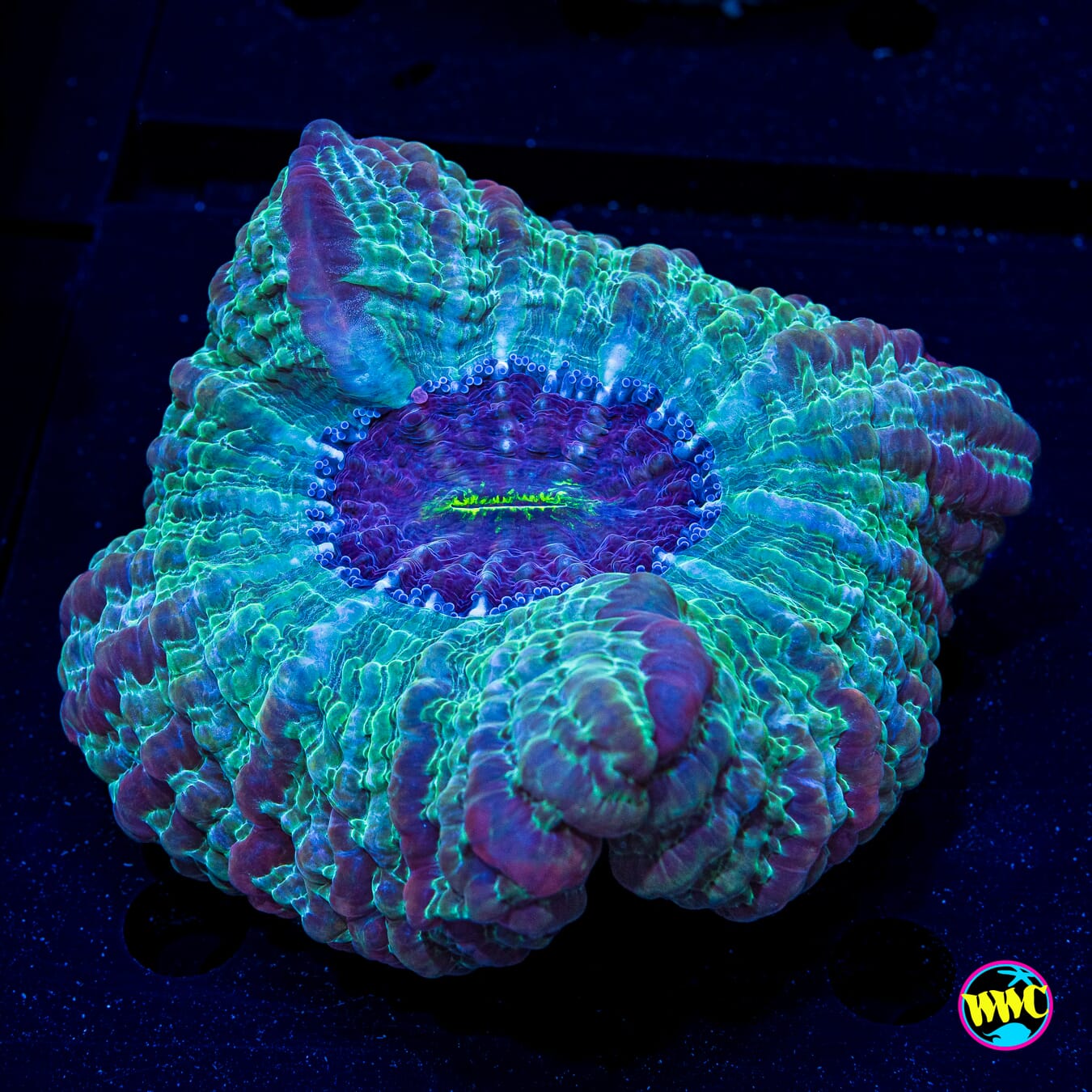Neptune Acanthophyllia - Daylight Photo