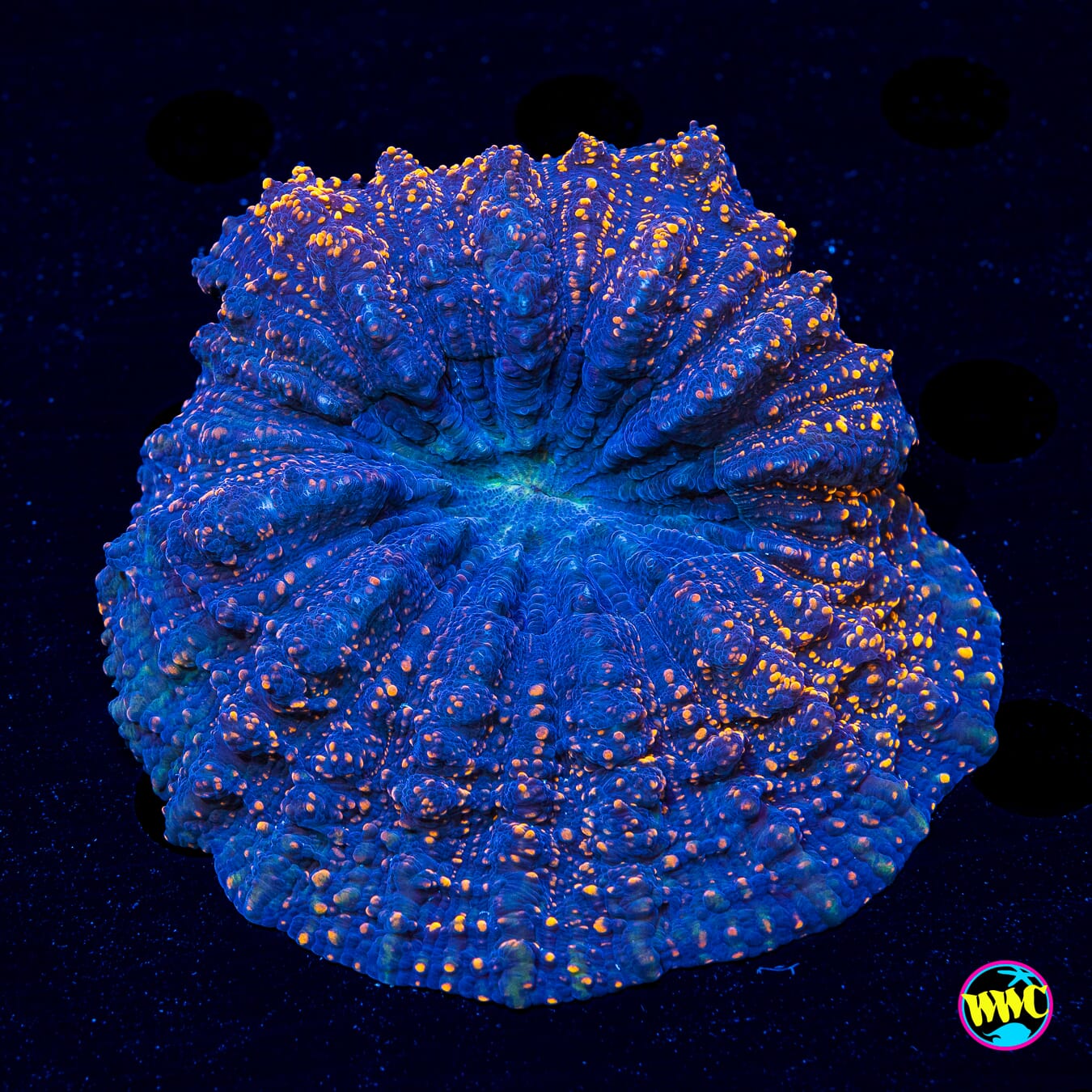 Interstellar Acanthophyllia - Daylight Photo