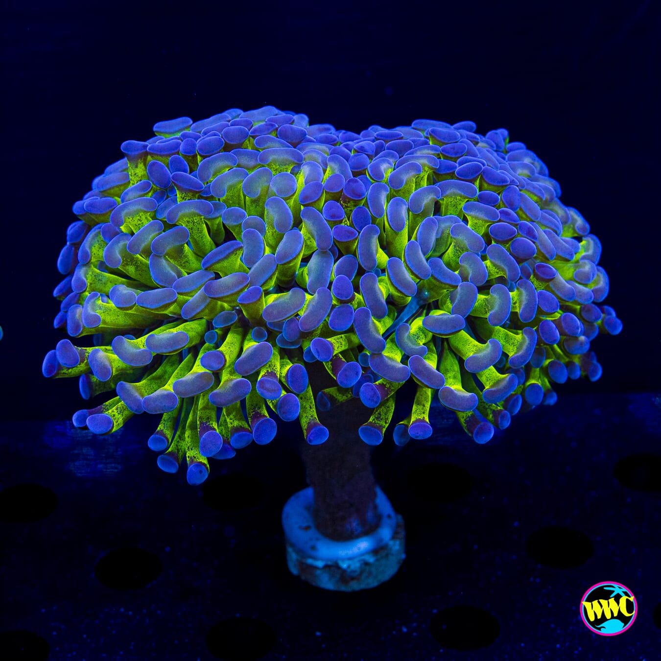 Bicolor Branching Hammer - Daylight Photo