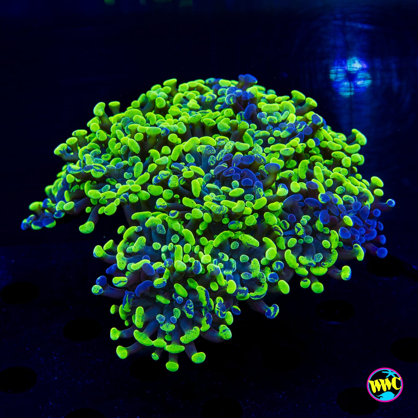 Splatter Branching Hammer - Daylight Photo