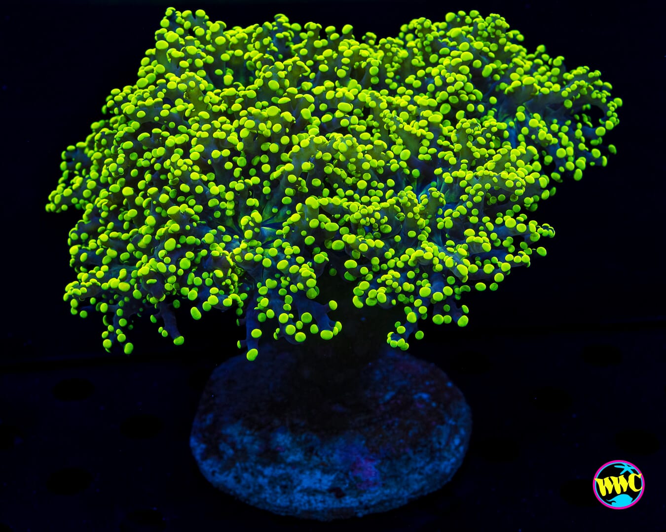 Glowbug Branching Frogspawn - Daylight Photo