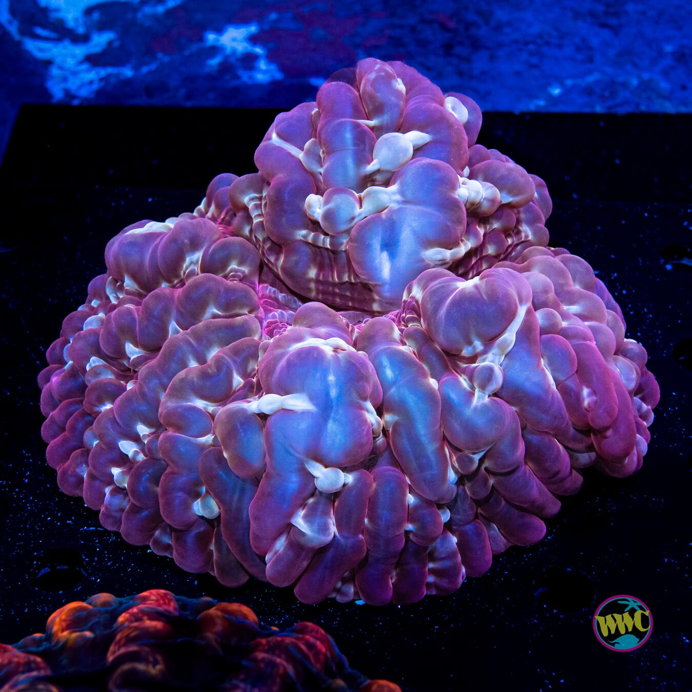 Crimson Raider Indophyllia - Daylight Photo