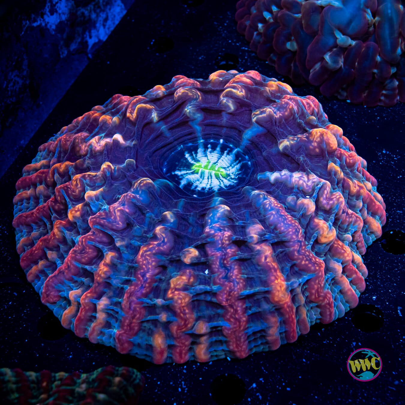 Alien Abduction Indophyllia - Daylight Photo
