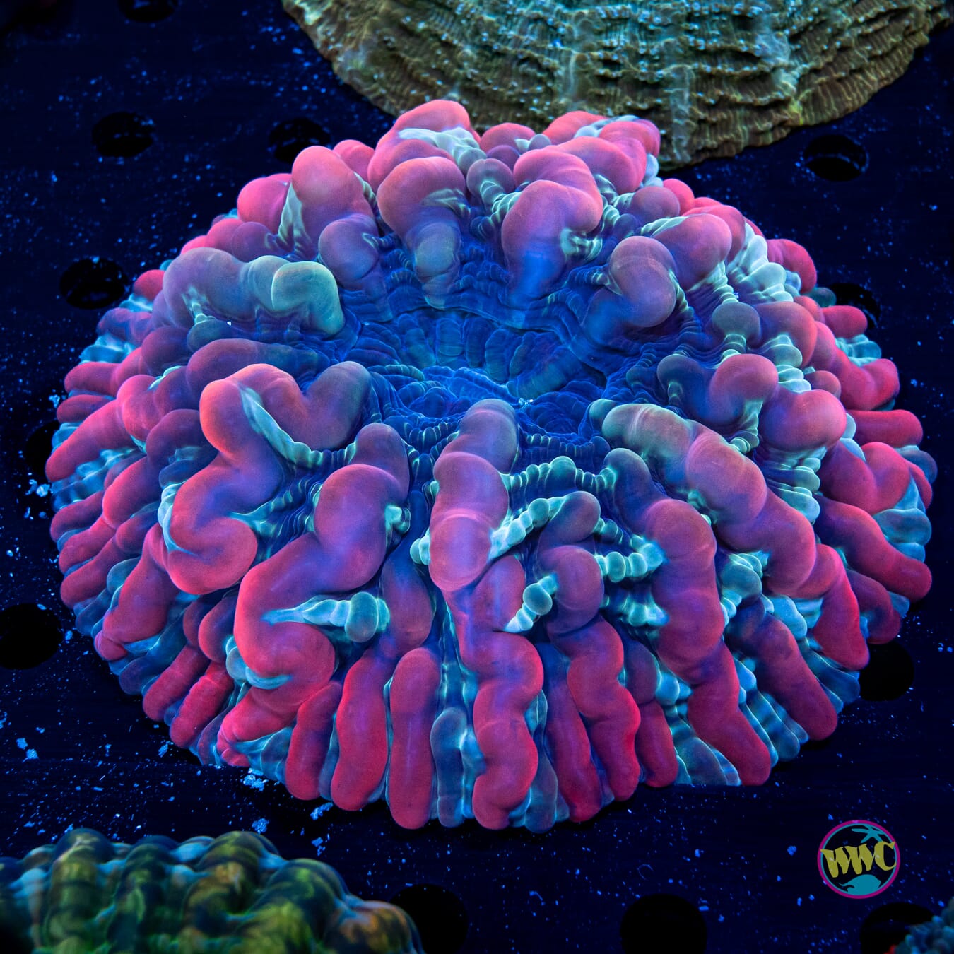 Bubbalicious Indophyllia - Daylight Photo