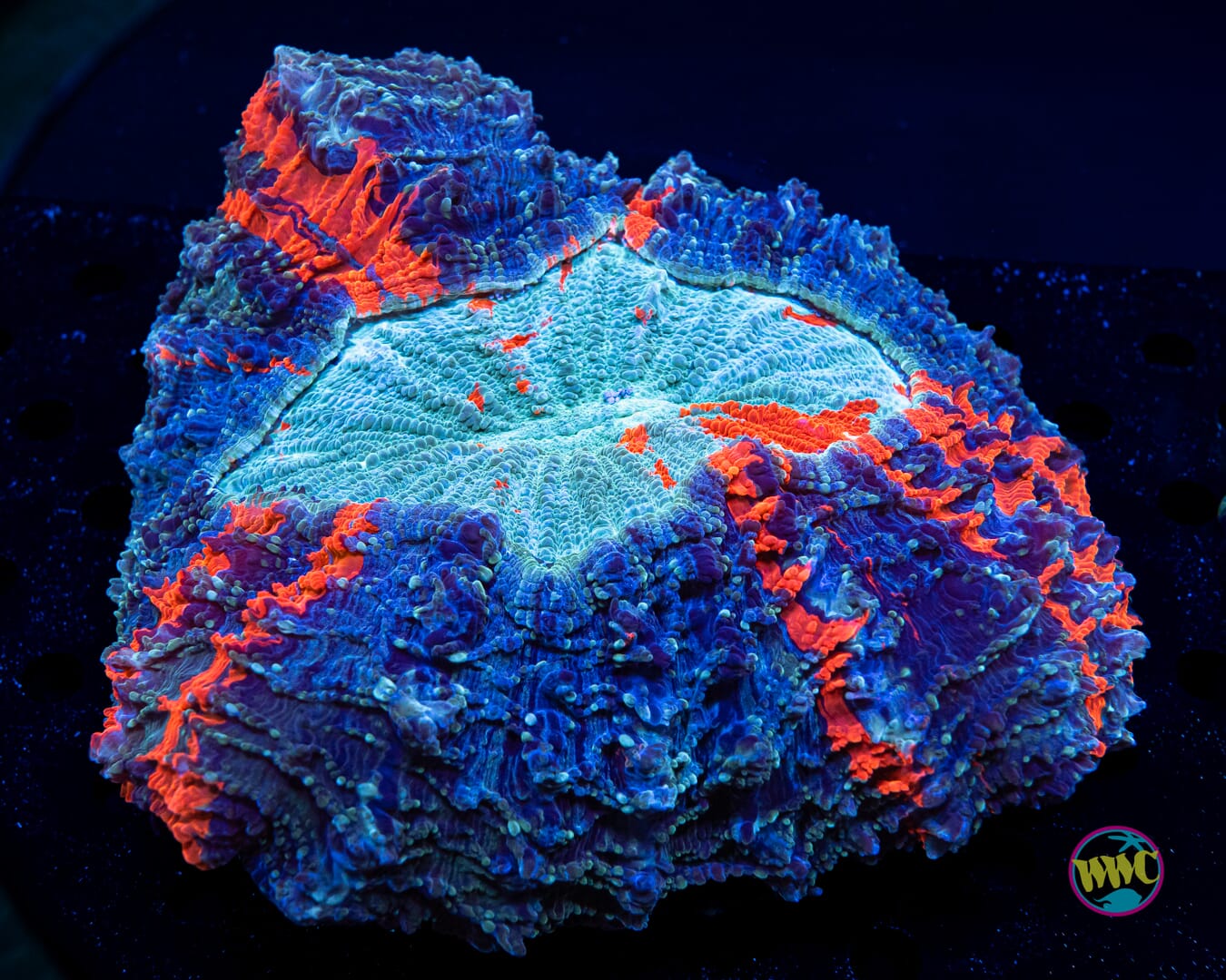 Distant Galaxy Acanthophyllia - Daylight Photo