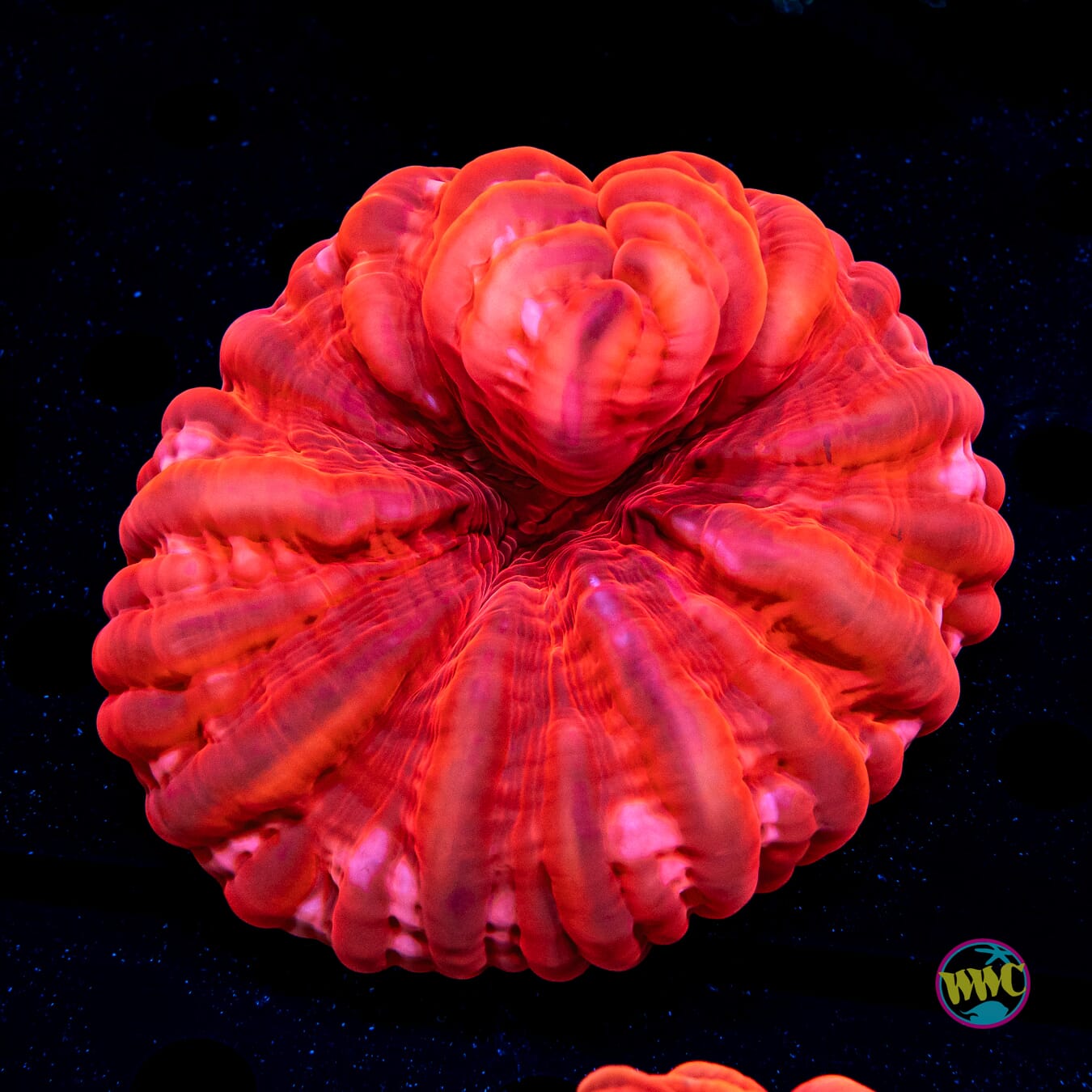 Sealed with a Kiss Cynarina - Daylight Photo