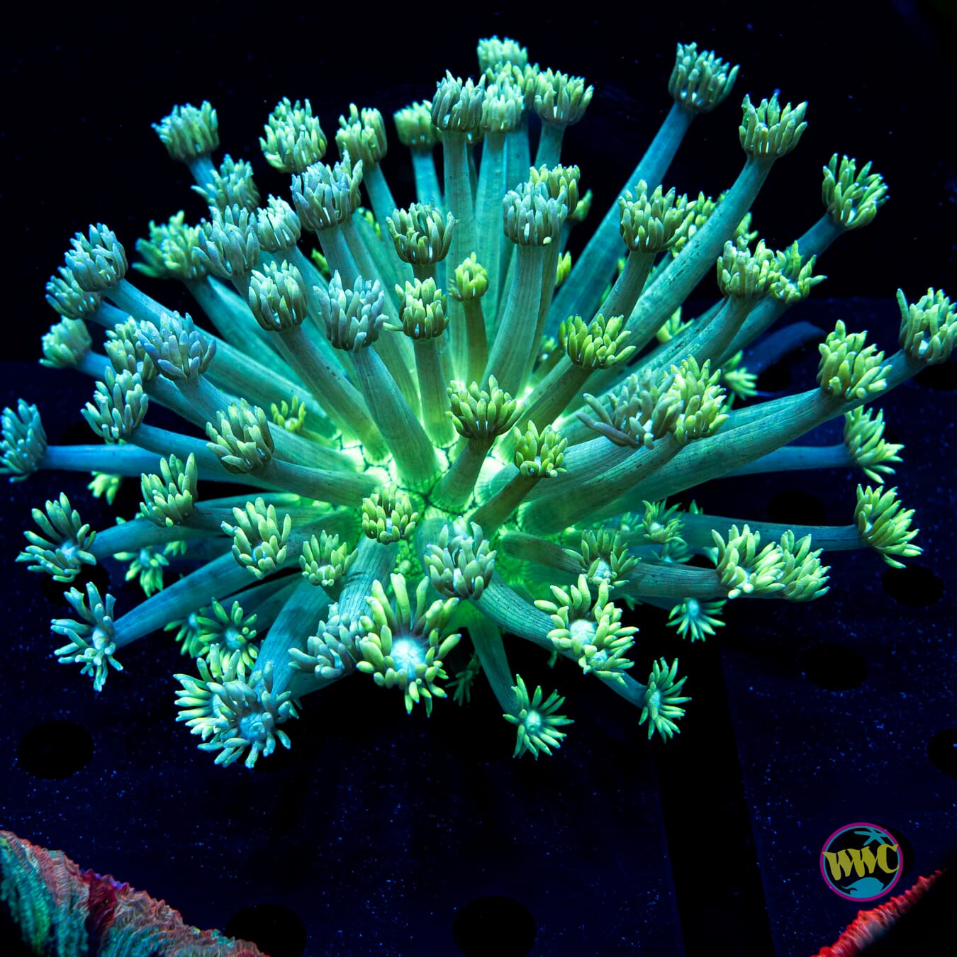 Minty Fresh Goniopora - Daylight Photo