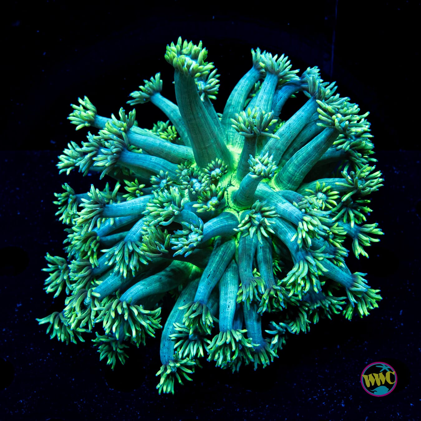 Minty Fresh Goniopora - Daylight Photo