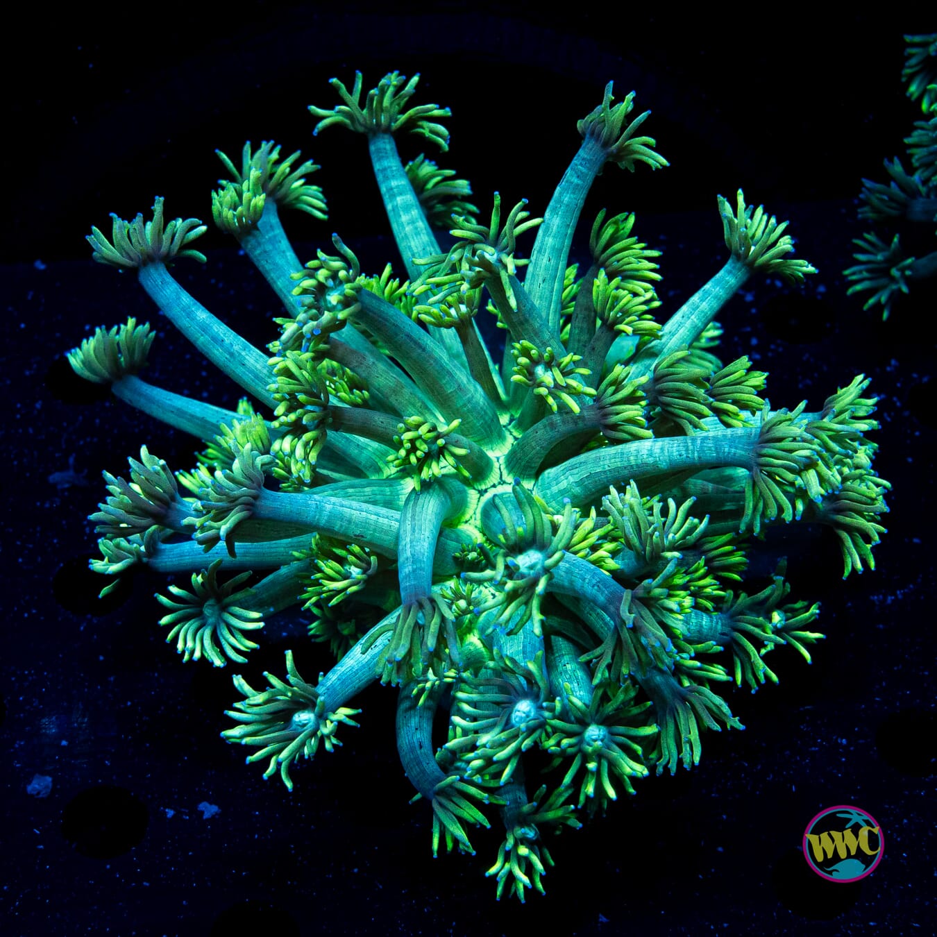 Minty Fresh Goniopora - Daylight Photo