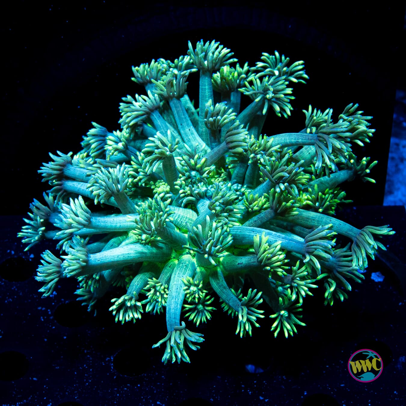 Minty Fresh Goniopora - Daylight Photo