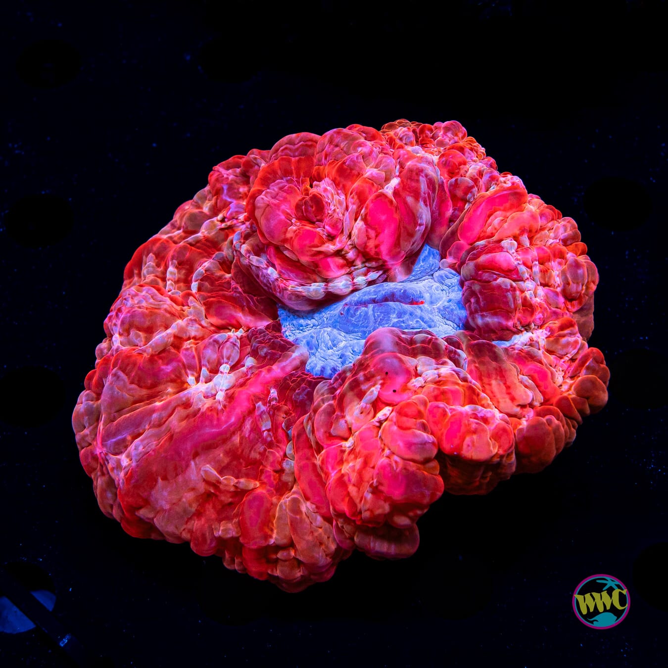 Red Ribbon Cynarina - Daylight Photo