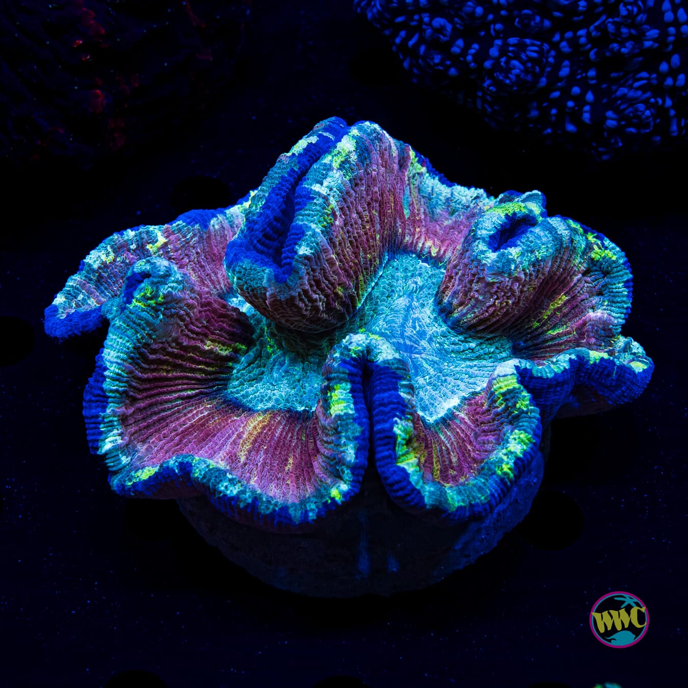 Pastel Trachyphyllia - Daylight Photo