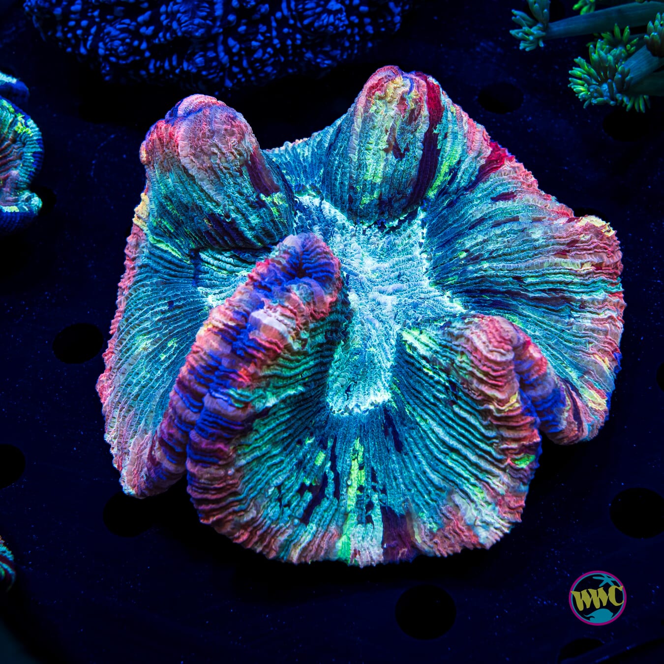 Party Time Trachyphyllia - Daylight Photo