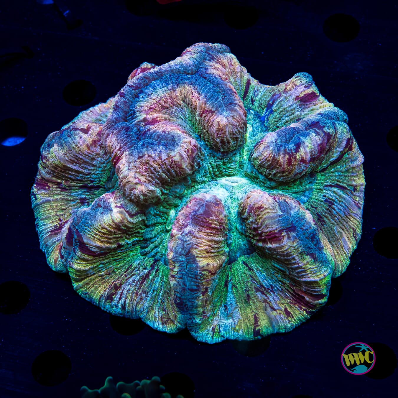 Sweet Thang Trachyphyllia - Daylight Photo