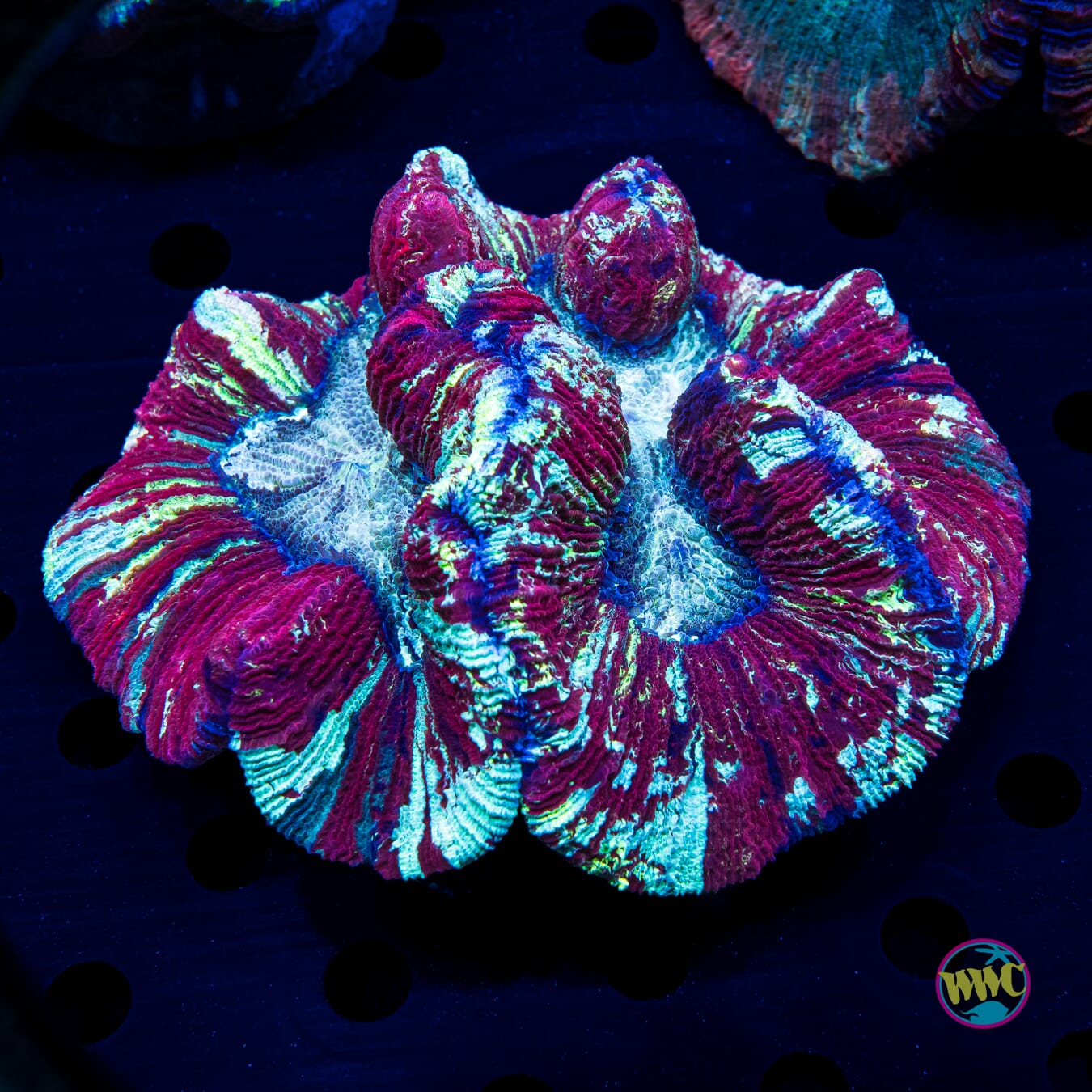 Crimson Knight Trachyphyllia - Daylight Photo