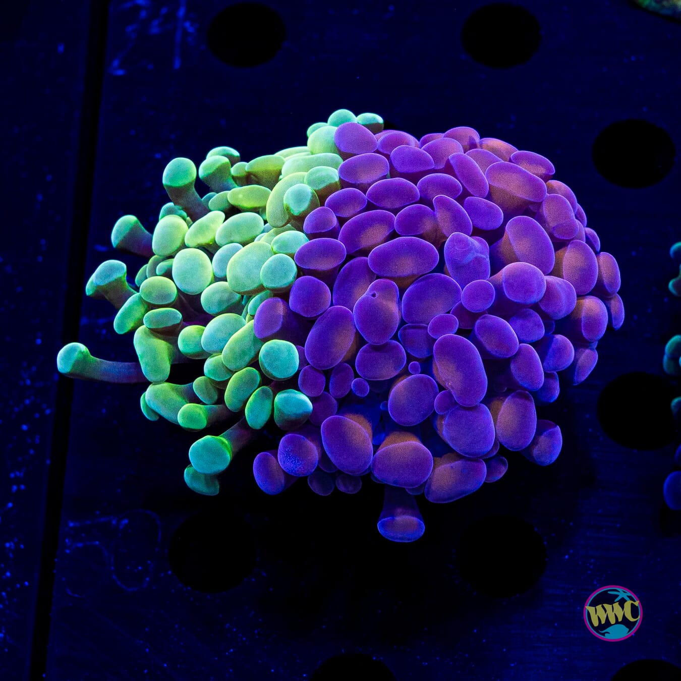 Aquarama Purple Plum Combo Hammer - Daylight Photo