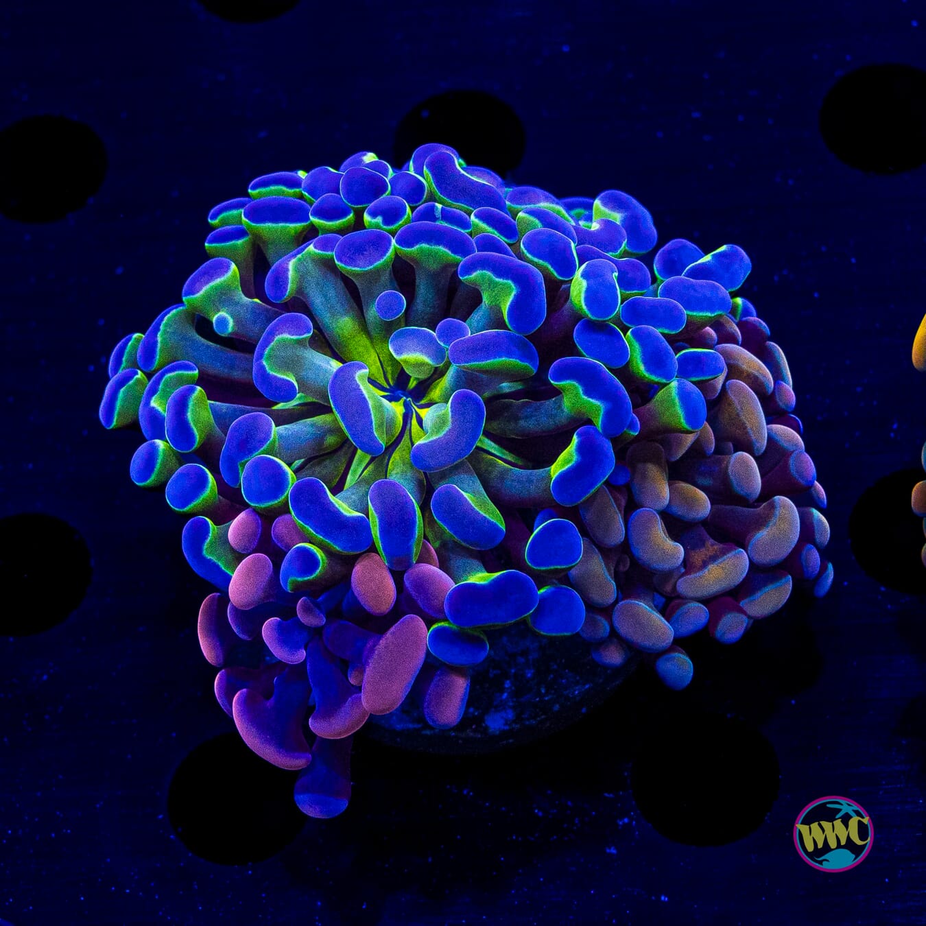 Hologram Blood Moon Combo Hammer - Daylight Photo