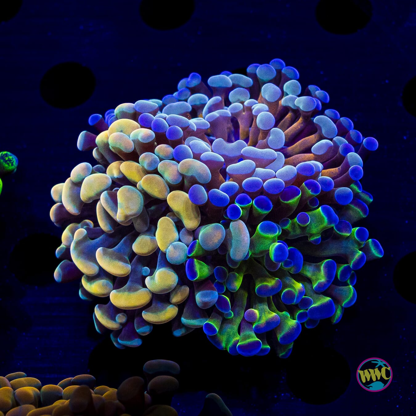 Tealio Bicolor Rainbow Combo Hammer - Daylight Photo