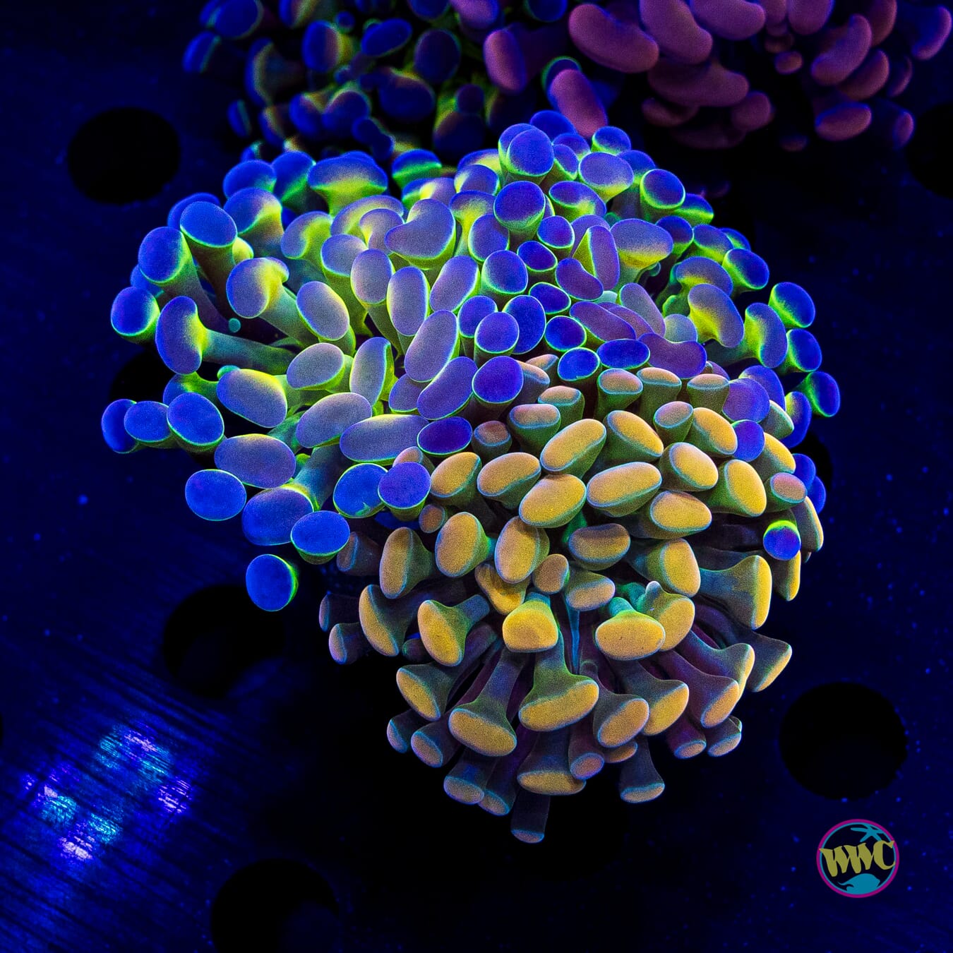Hologram Rainbow Combo Hammer - Daylight Photo