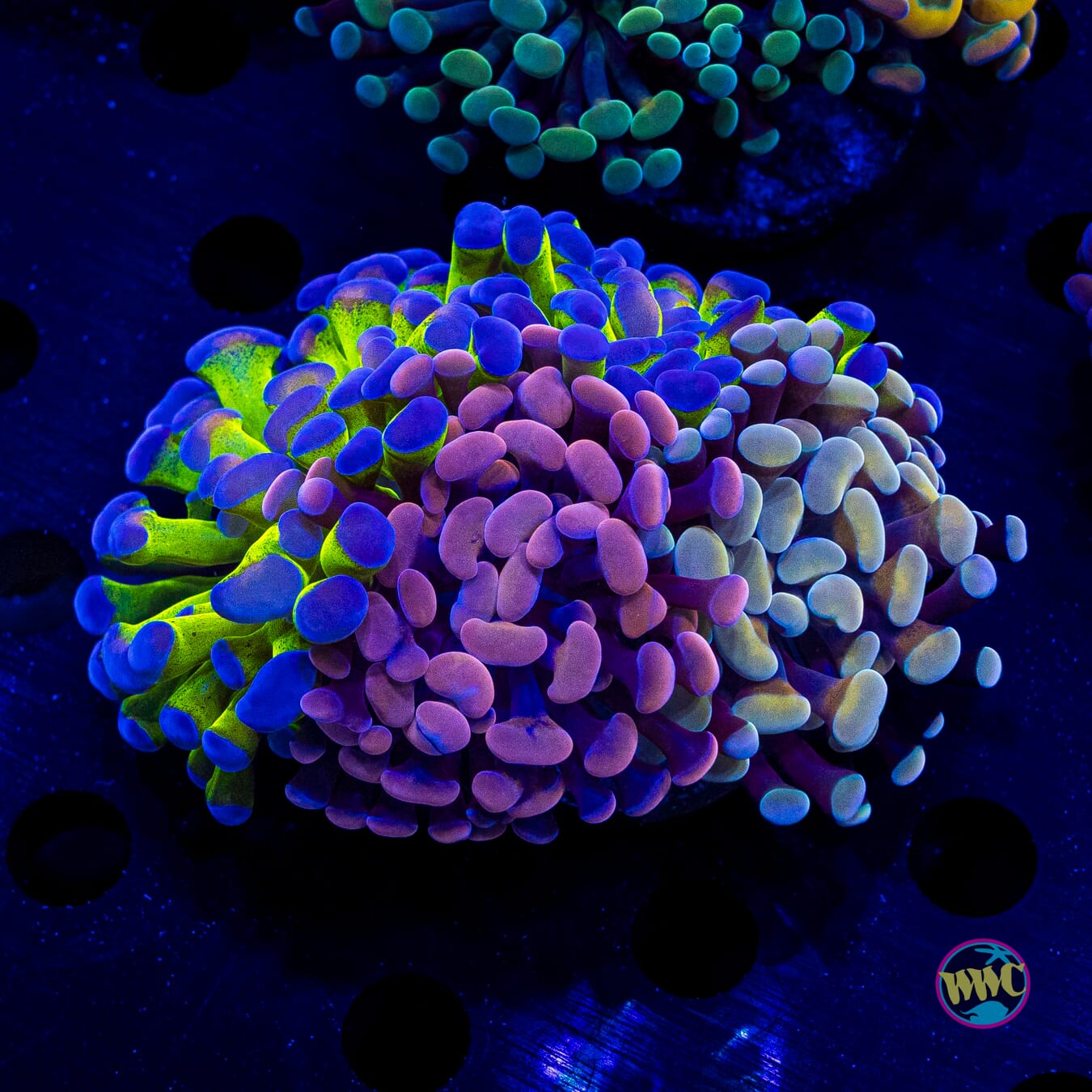 Neon Bicolor Bloodmoon Coppertone Combo Hammer - Daylight Photo