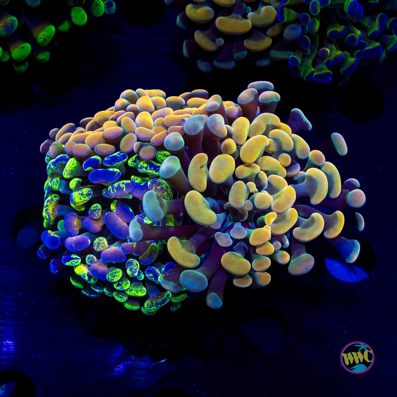 Splatter Rainbow Combo Hammer - Daylight Photo