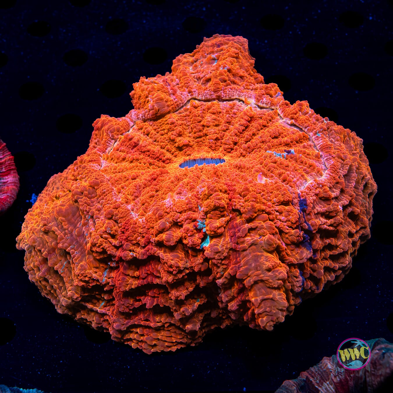 Firestorm Acanthophyllia - Daylight Photo