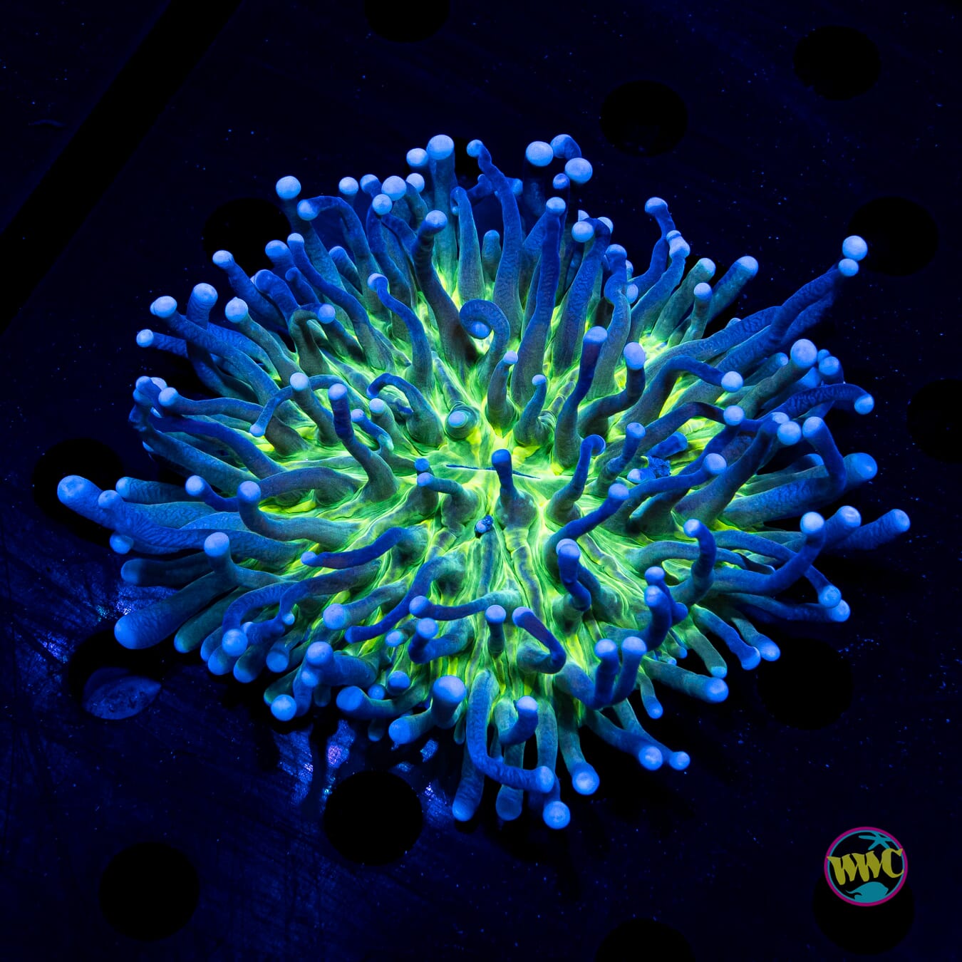 Neon Nightmare Heliofungia - Daylight Photo