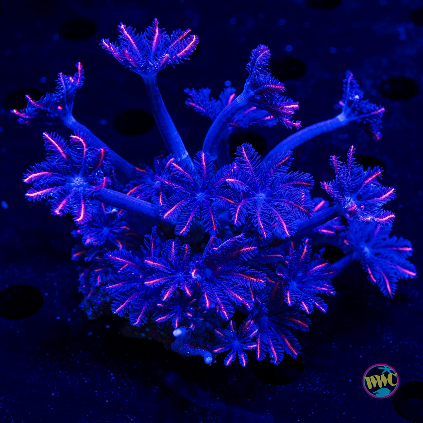 Florida Squeeze Clove Polyps - Daylight Photo