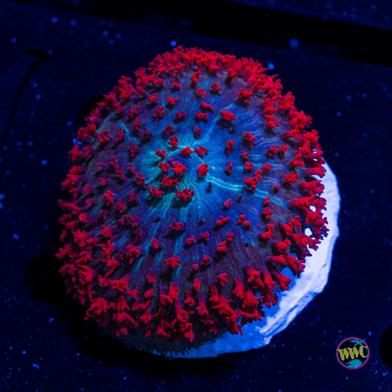 Red Royal St Thomas Mushroom - Daylight Photo