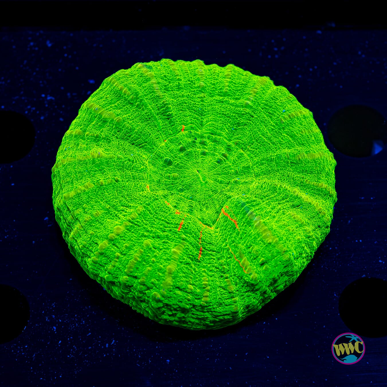Granny Apple Scolymia - Daylight Photo