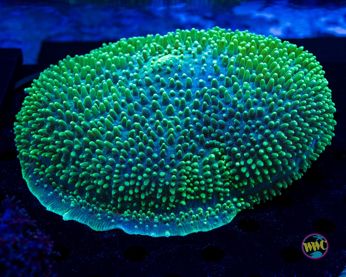 Elephant Ear Mushroom - Daylight Photo