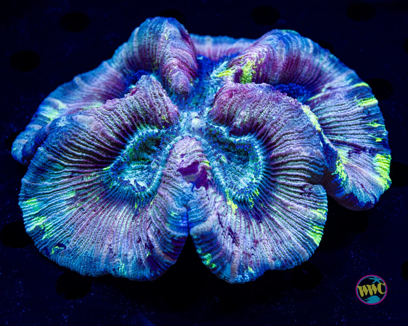 Pastel Paradise Trachyphyllia - Daylight Photo