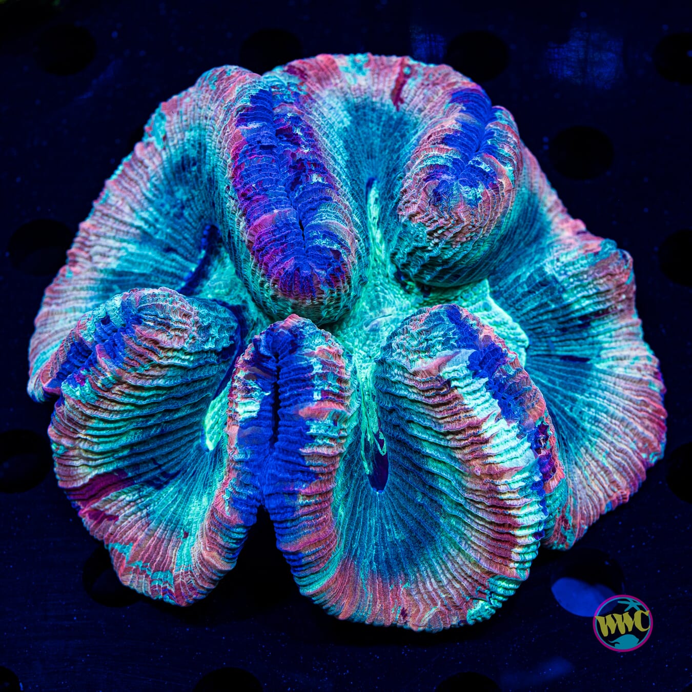 Mind Control Trachyphyllia - Daylight Photo