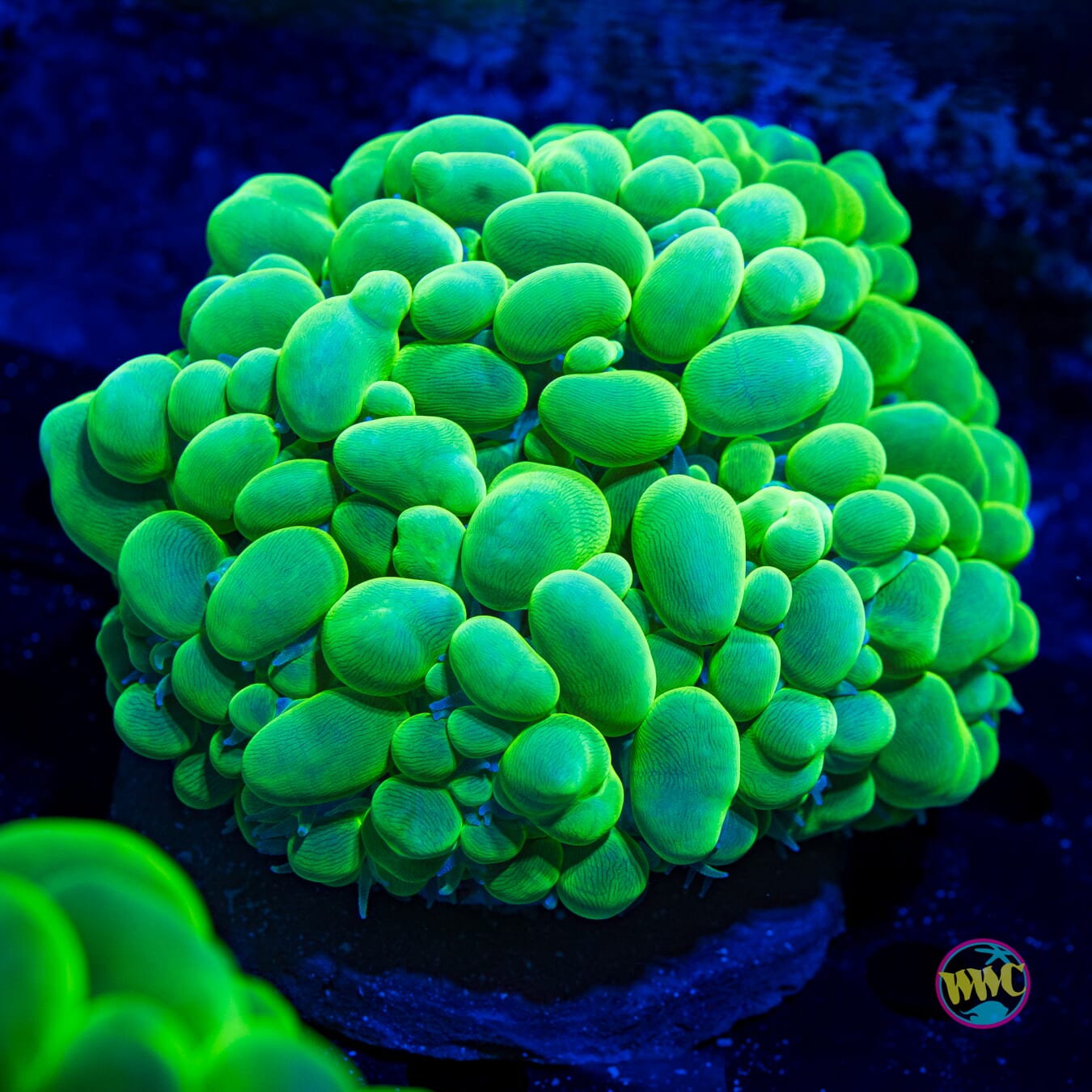 Neon Green Bubble - Daylight Photo