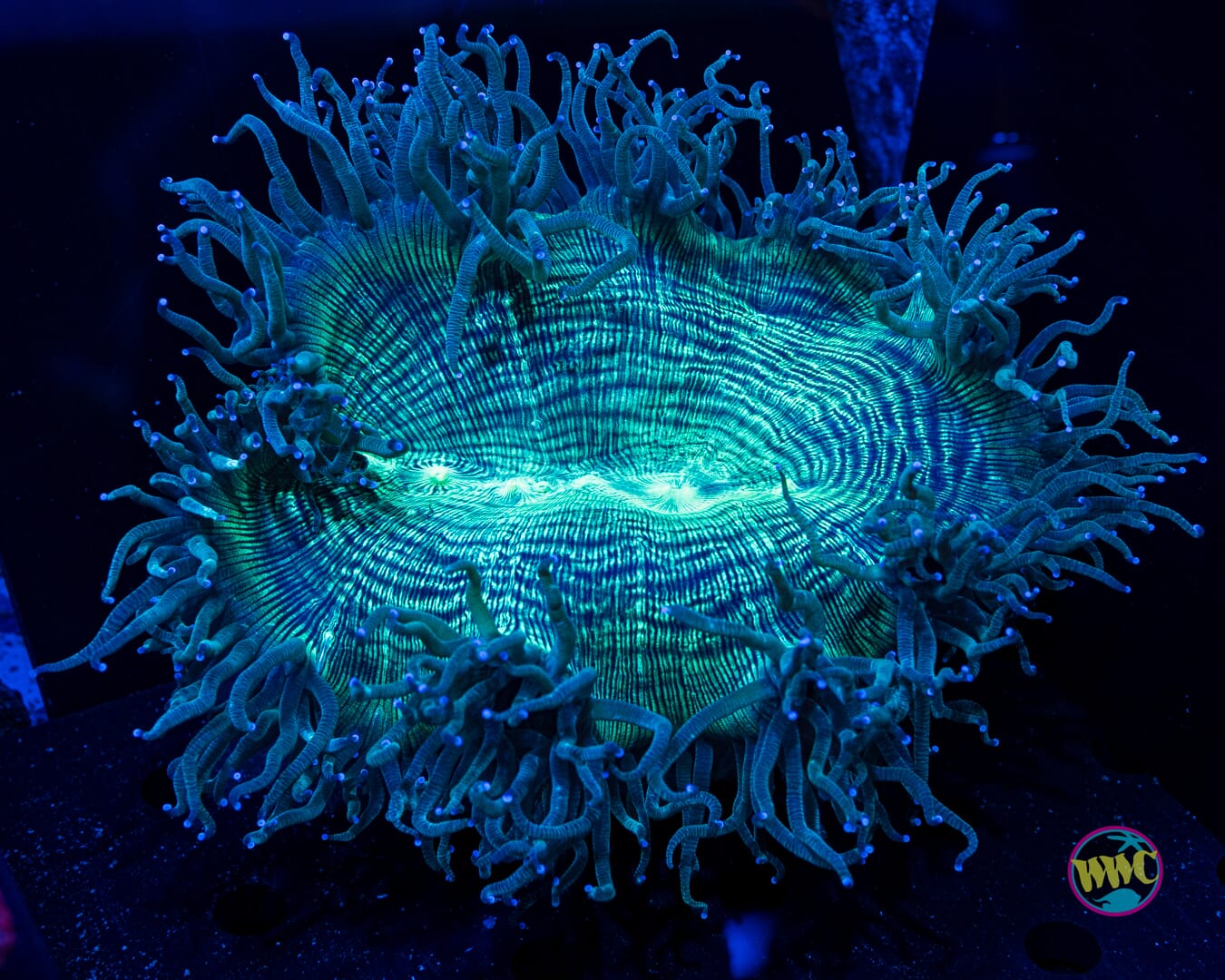 Blue Tipped Elegance - Daylight Photo