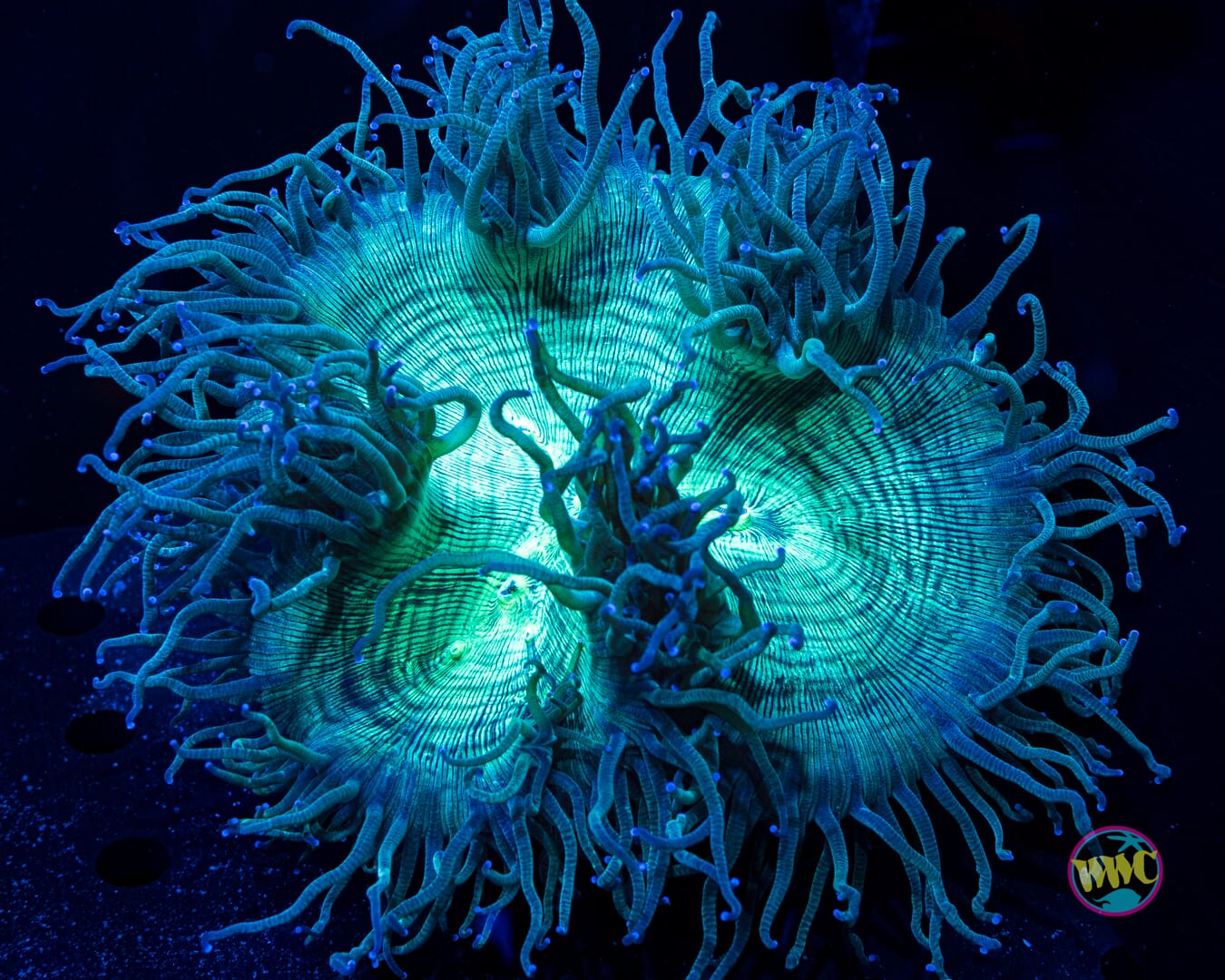 Blue Tipped Elegance - Daylight Photo