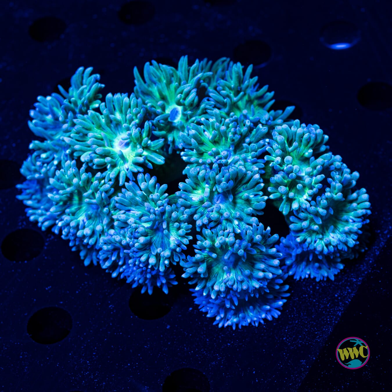 Lavender Tipped Duncan - Daylight Photo