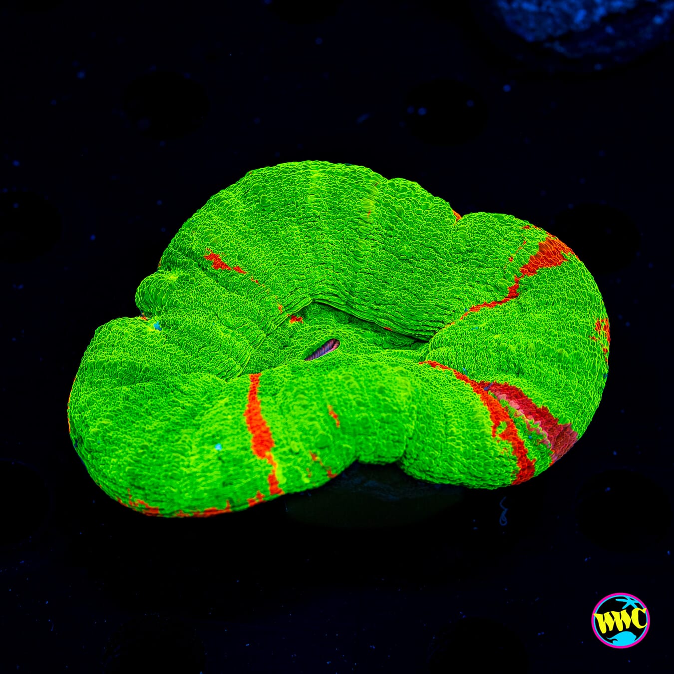 Bleeding Apple Scolymia - Daylight Photo