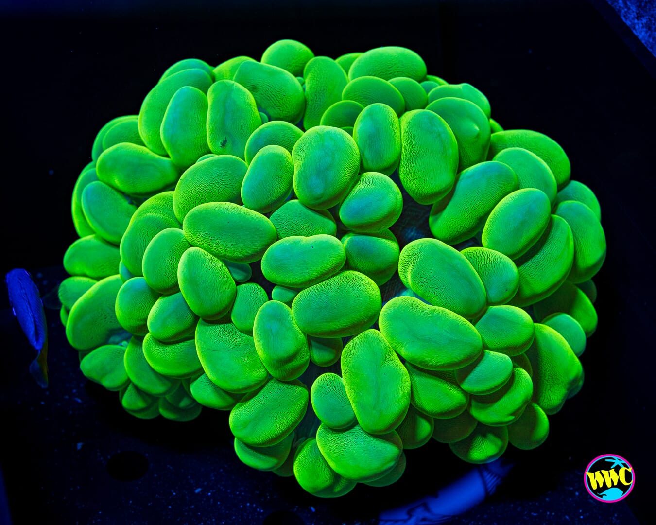 Neon Green Bubble - Daylight Photo